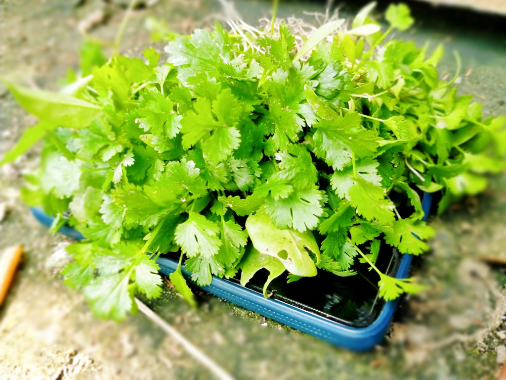 The Ultimate Guide to Coriander Leaf: Culinary Uses, Nutritional Benefits, and Growing Tips