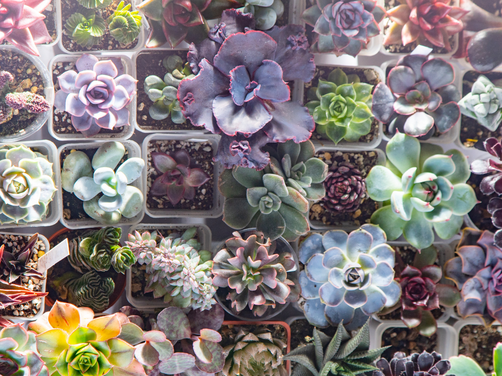 The Ultimate Guide to Crassula Arborescens: Your Low-Maintenance Silver Jade Plant