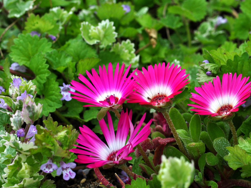 The Ultimate Guide to Lampranthus Spectabilis: Your Flowering Succulent Companion