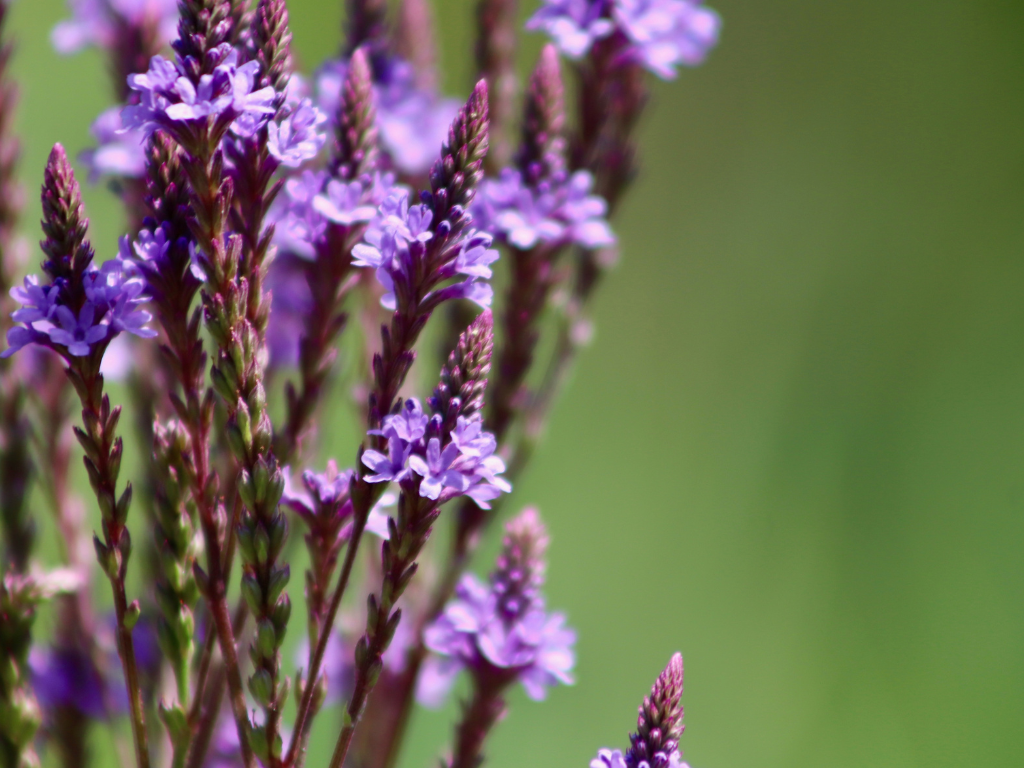 The Vibrant World of Sand Verbena: Nature’s Desert Wildflower