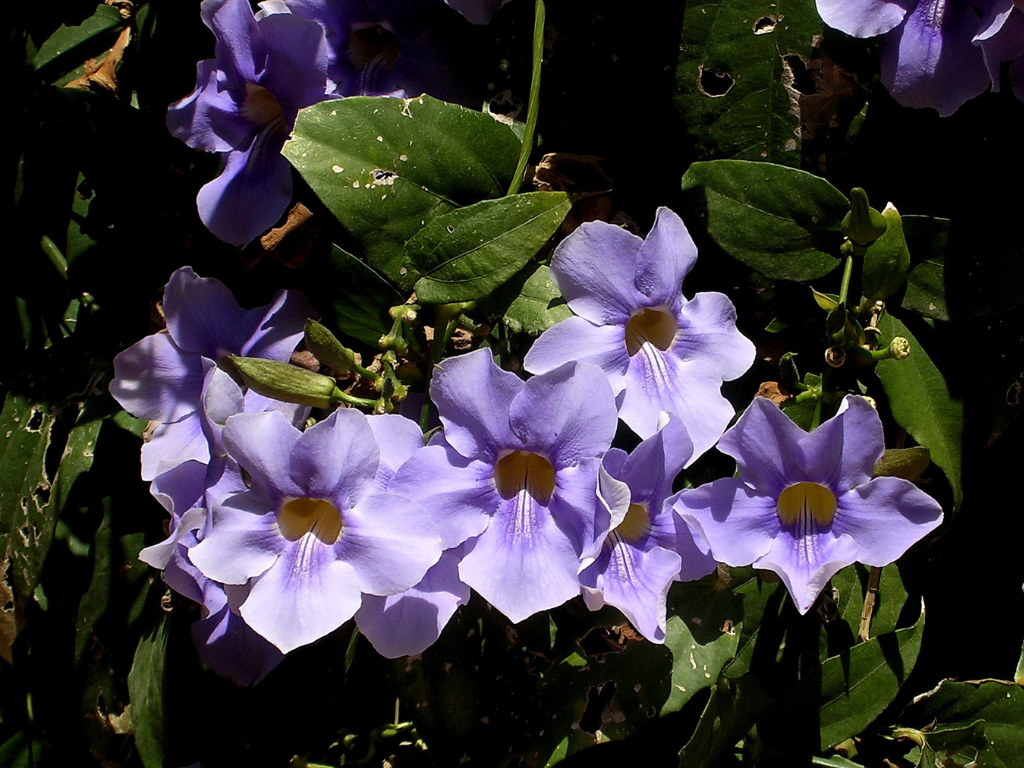 Thunbergia Grandiflora Care Guide: Light, Soil, Watering