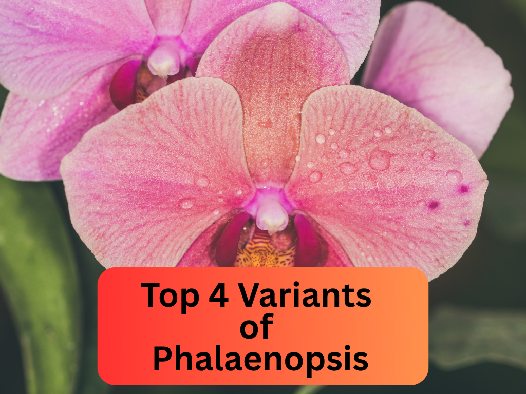 Top 4 Variants of Phalaenopsis: The Moth Orchid Plant