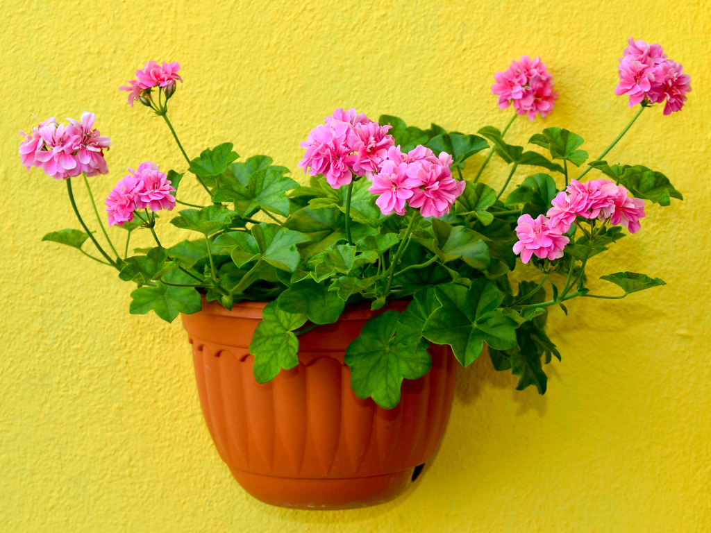 Trailing Geraniums: The Perfect Cascade for Your Balcony