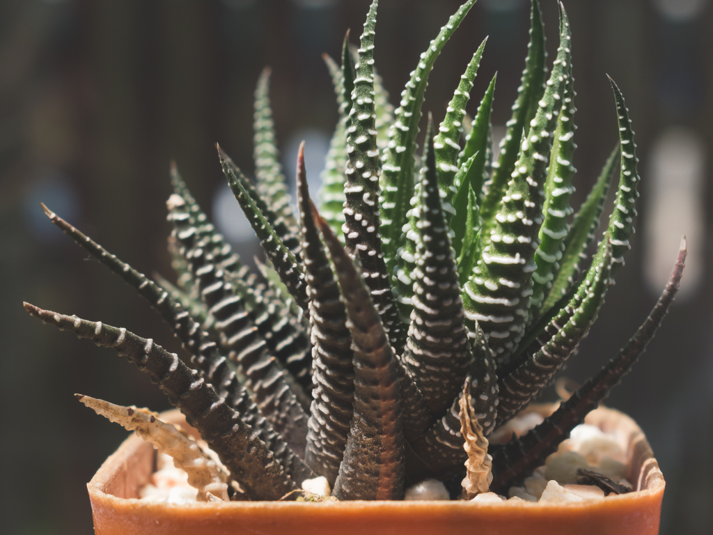 Ultimate Guide to Zebra Cactus (Haworthiopsis fasciata) Care