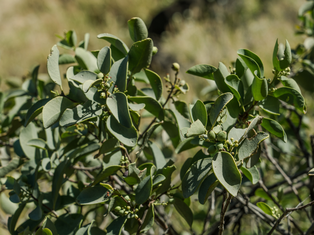 Unlocking the Secrets of Santalum Album: The Marvels of Indian Sandalwood