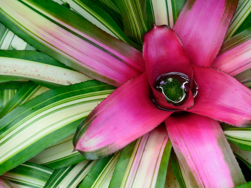 Vriesea Plant Care: How to Grow This Tropical Beauty Indoors