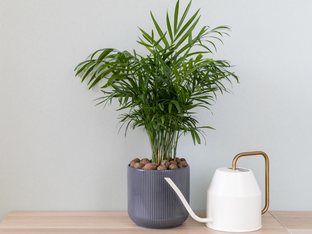 Why the Parlor Palm Plant is the Perfect Low-Light Houseplant
