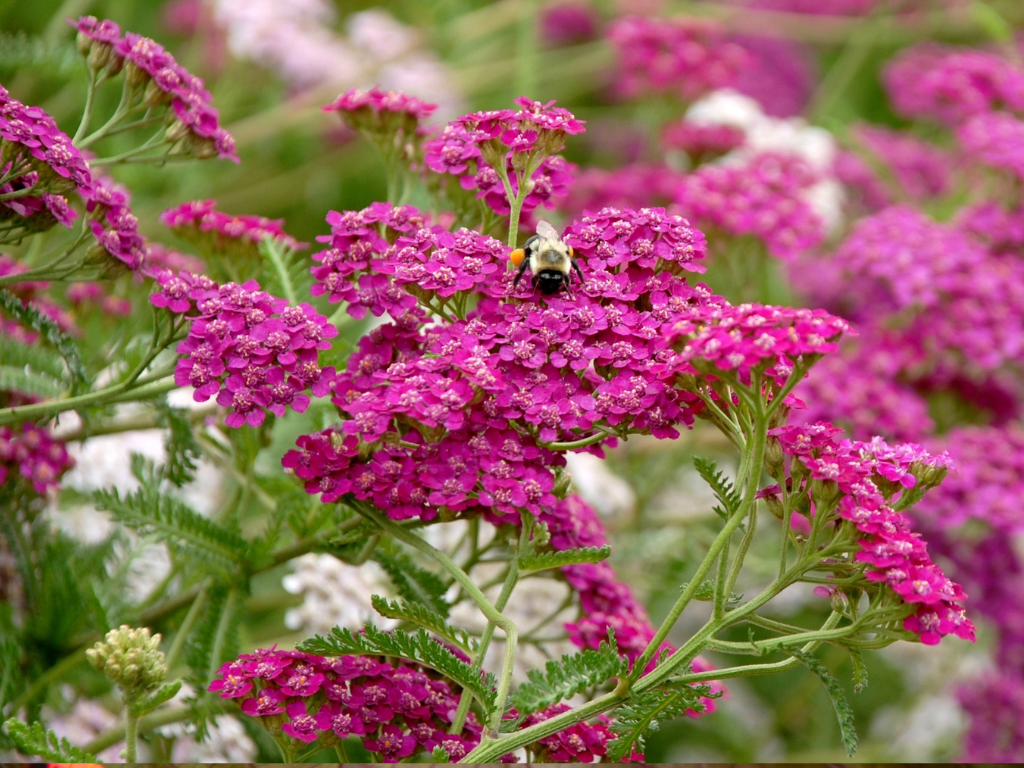 Achillea Plant Care: Sun, Soil, and Secrets to Success