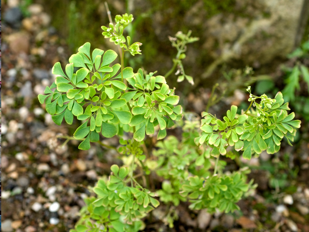 Albovittata Magic: How to Grow and Propagate This Houseplant