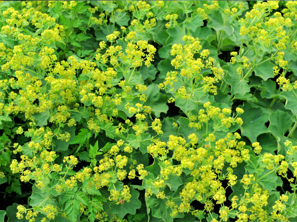 Alchemilla Mollis: The Thrilling Plant to Make a Bold Statement in Your Garden Borders
