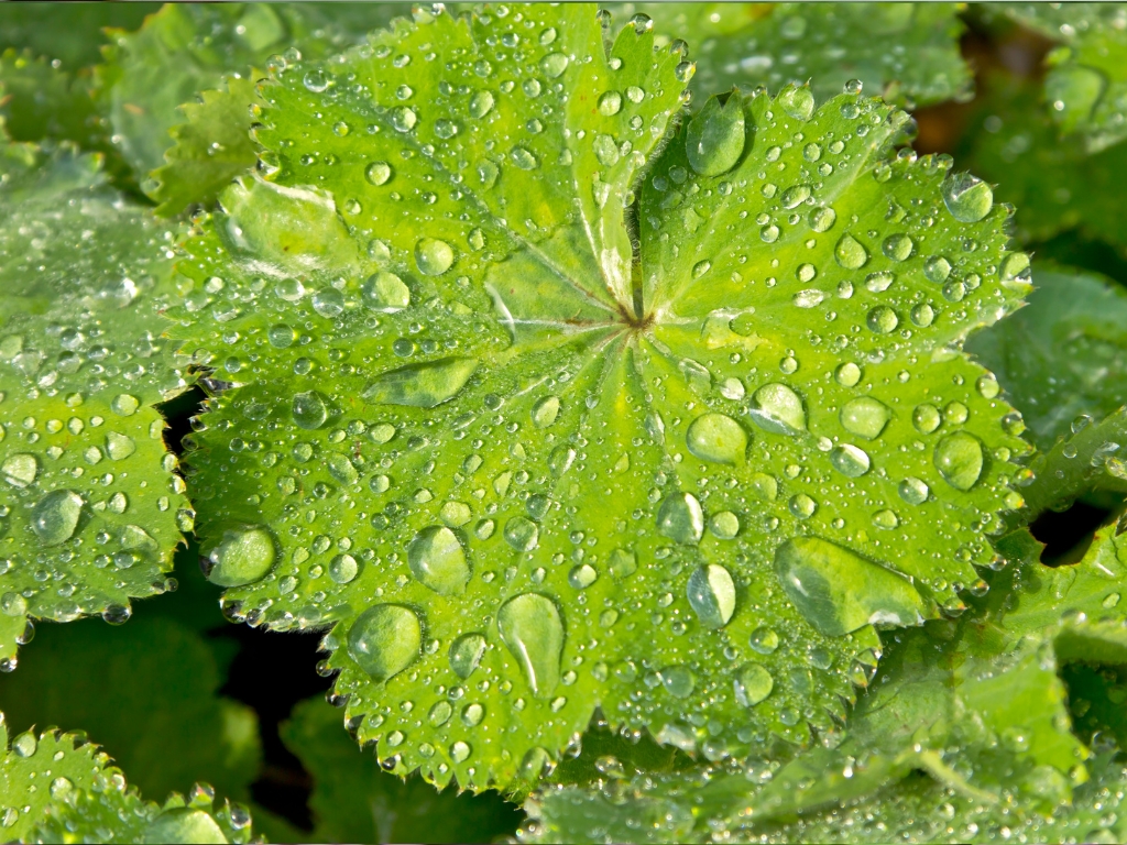 Creating Stunning Container Arrangements with Alchemilla Mollis: Tips for Using Lady’s Mantle as a Focal Point