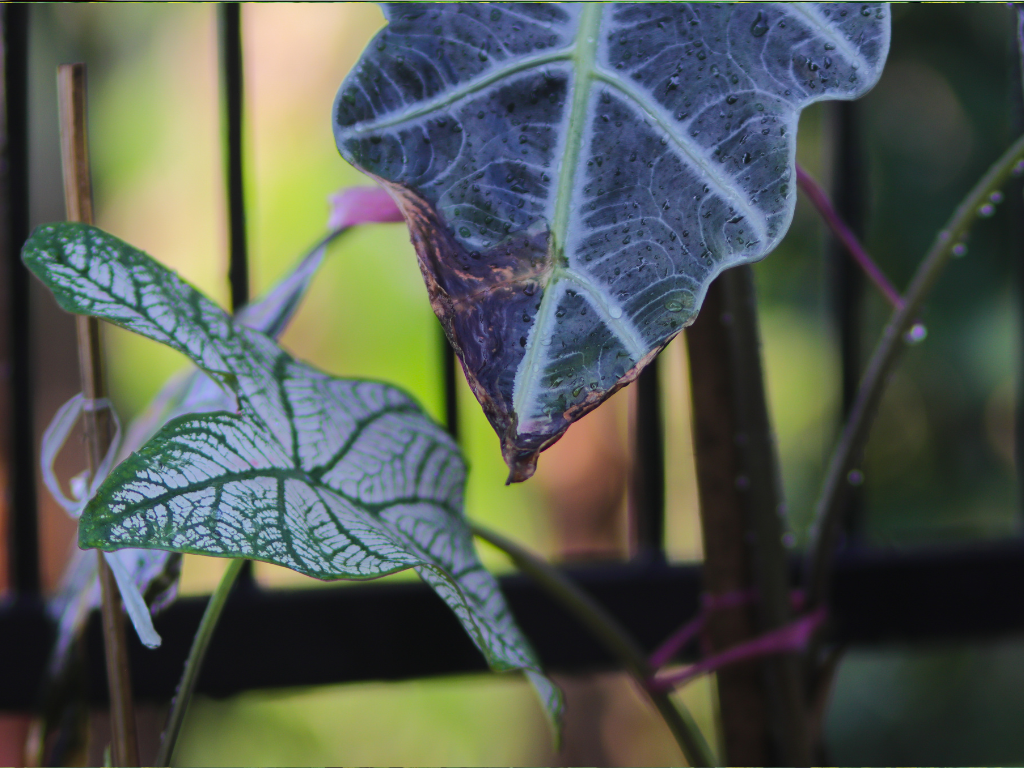 Alocasia Amazonica Polly Care Guide: How to Grow This Tropical Showstopper Indoors