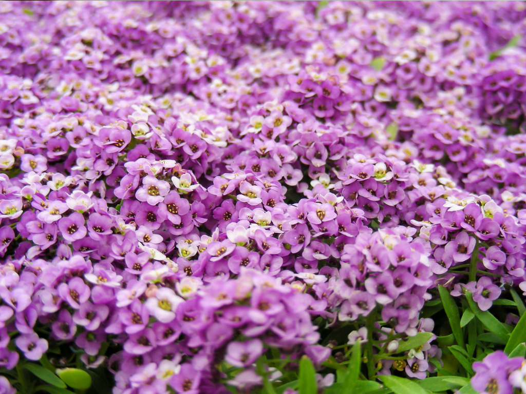 Alyssum Perennial Care Guide: How to Grow Sweet Alyssum Year After Year