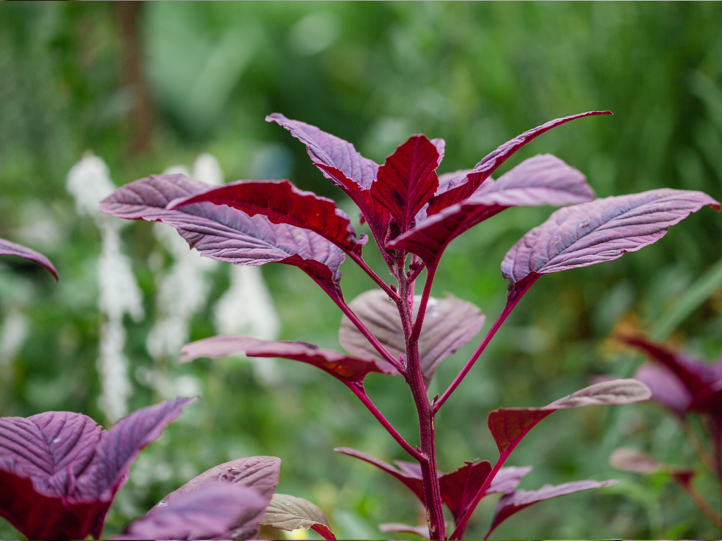 Creating Stunning Floral Displays with Dried Amaranthus Arrangements