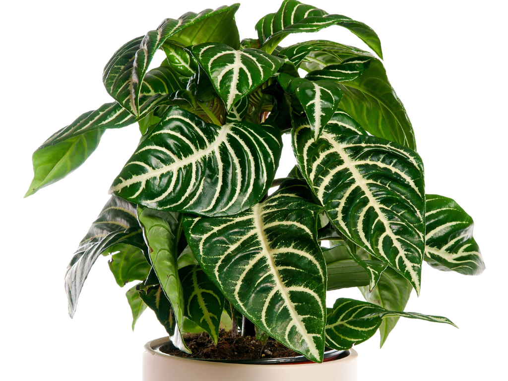 Aphelandra Dania Care Guide: Keep Your Zebra Plant Thriving Indoors