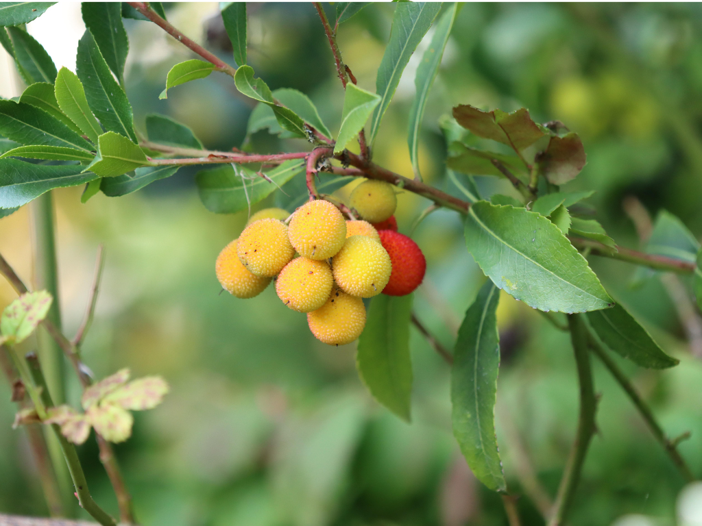 Arbutus Compacta Pruning Guide: Shape and Maintain Healthy Growth
