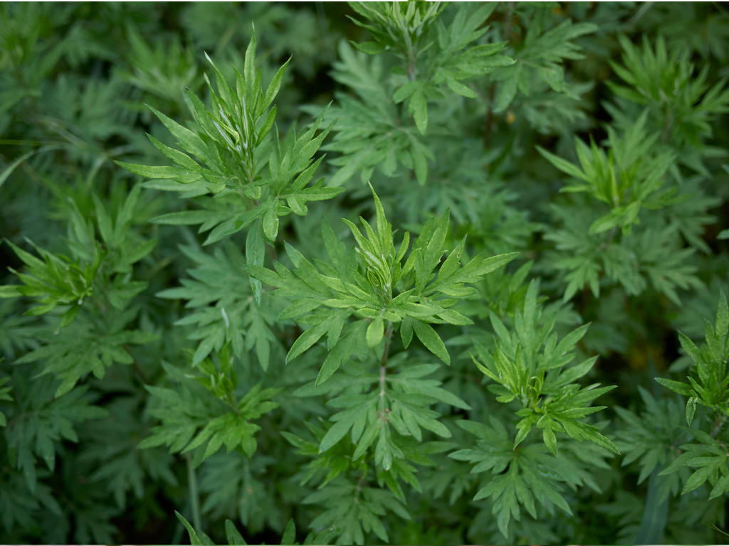 Artemisia Herb Varieties: Discover the Best Types for Your Garden