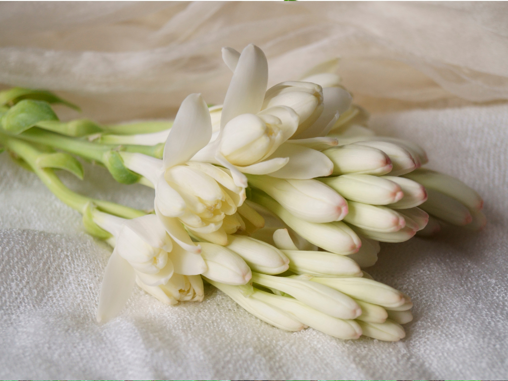 Asclepias Tuberosa Plant Propagation: Easy Ways to Grow More Butterfly Weed