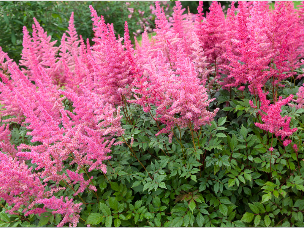 Astilbe Erika Watering and Soil Guide: Ensure Healthy, Vibrant Growth