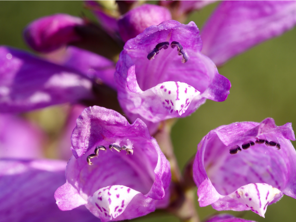 Aubrieta Flower Care Tips: Keep Your Rock Garden Blooming All Season