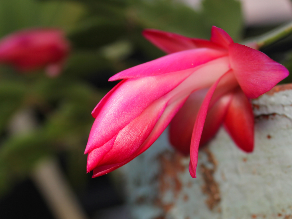 The Ultimate Guide to Caring for Schlumbergera Truncata: The Christmas Cactus
