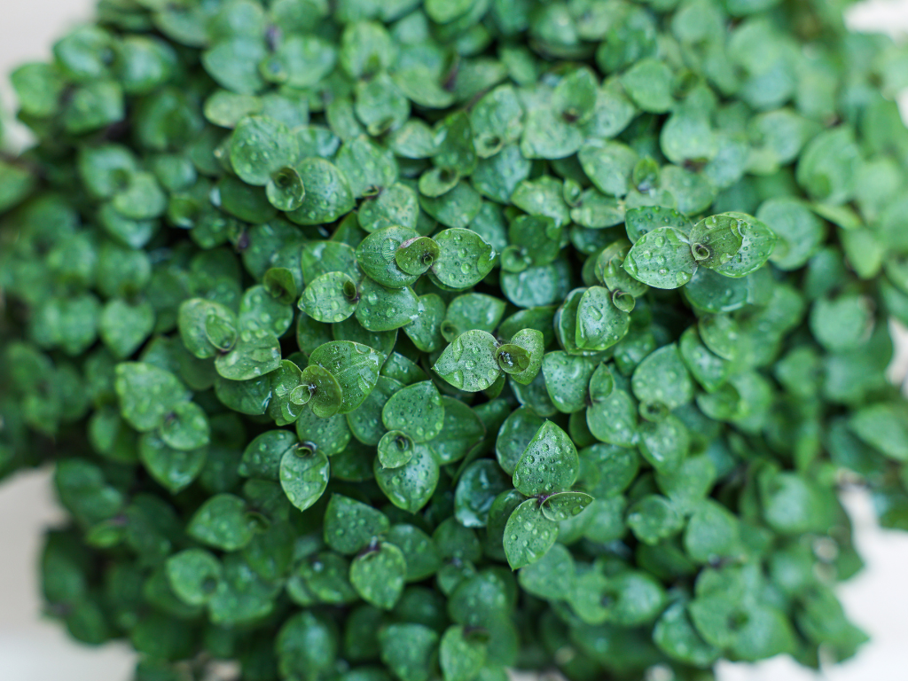 Complete Care Guide for Callisia Repens ‘Gold’: Watering and Light Requirements