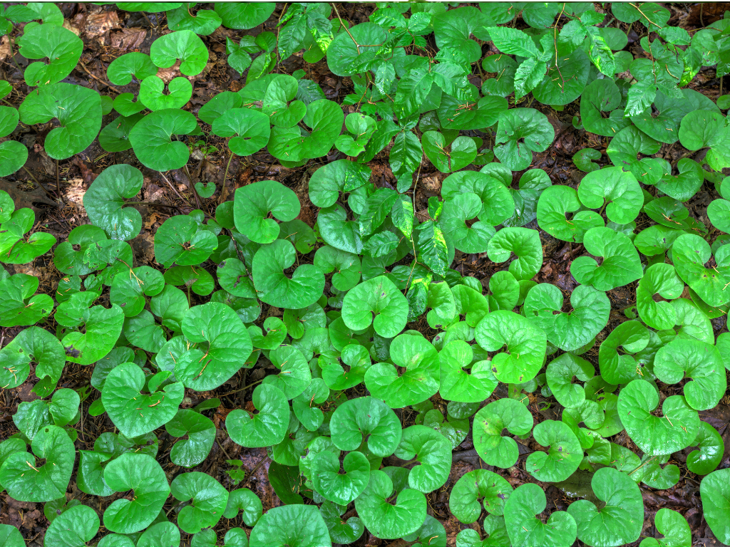 Canadian Ginger Plant Propagation: Easy Methods to Expand Your Patch