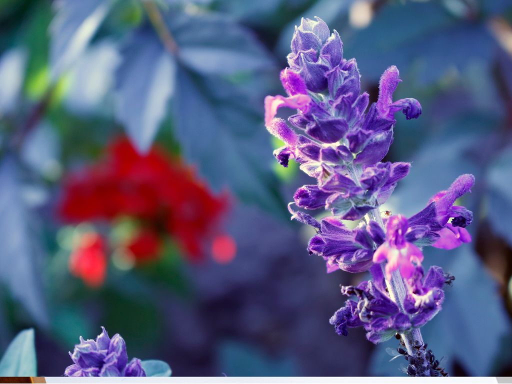 Carpet Bugleweed: A Low-Maintenance Groundcover Guide