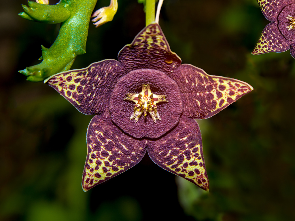 Carrion Cactus Care: Light, Water, and Soil Essentials for Success
