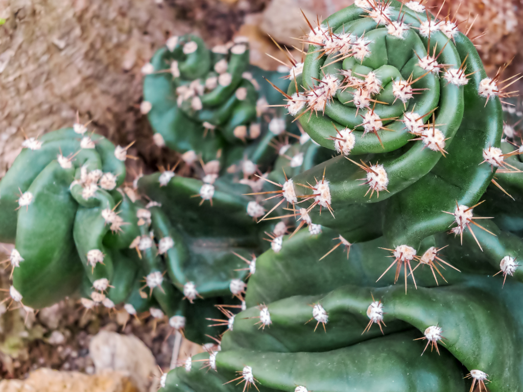 Cereus Peruvianus Care Tips: Light, Watering, and Soil Secrets