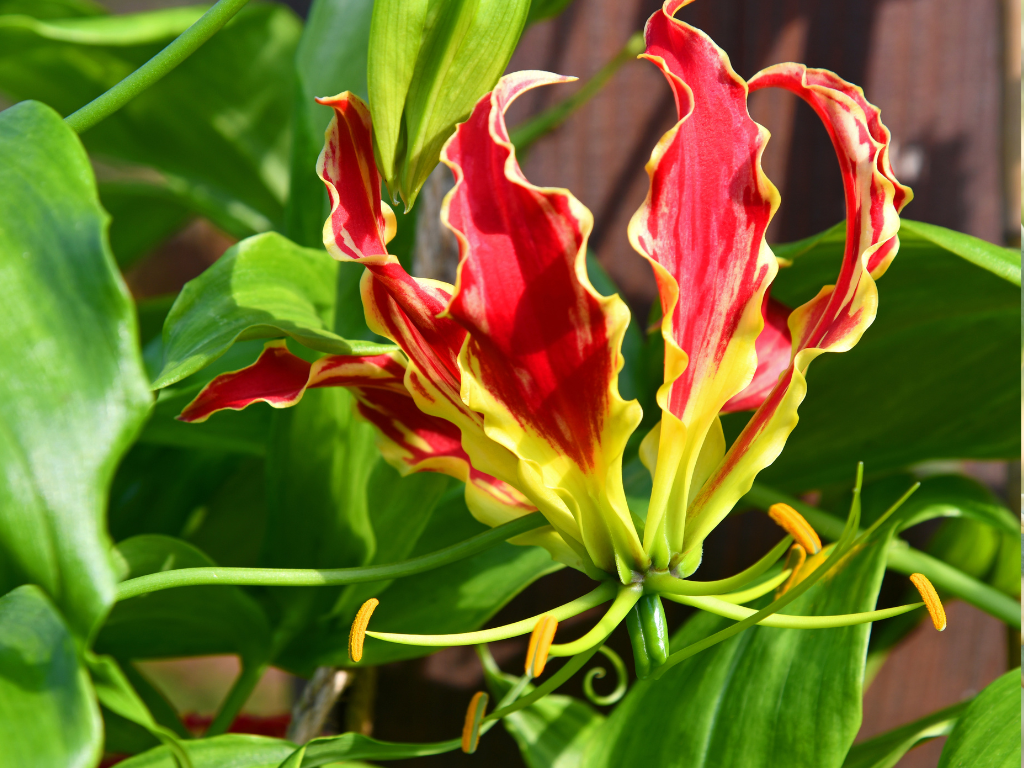 Columnea Gloriosa Care: A Complete Guide to Growing Goldfish Plant Glory