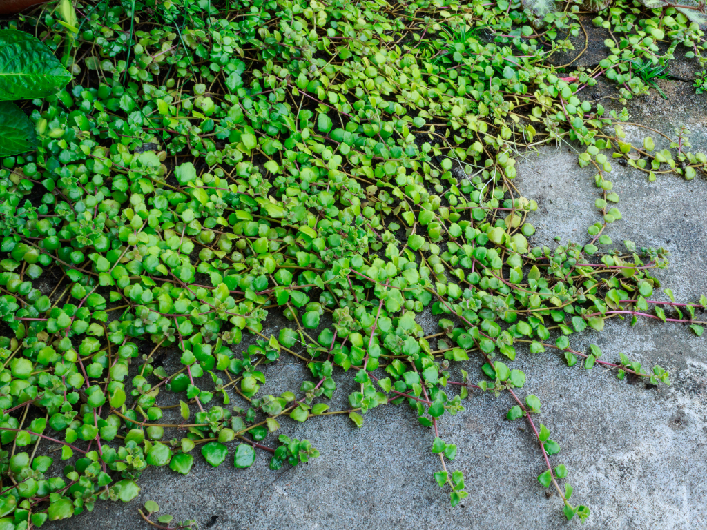 Dischidia Ruscifolia Care Guide: How to Grow the Charming Plant