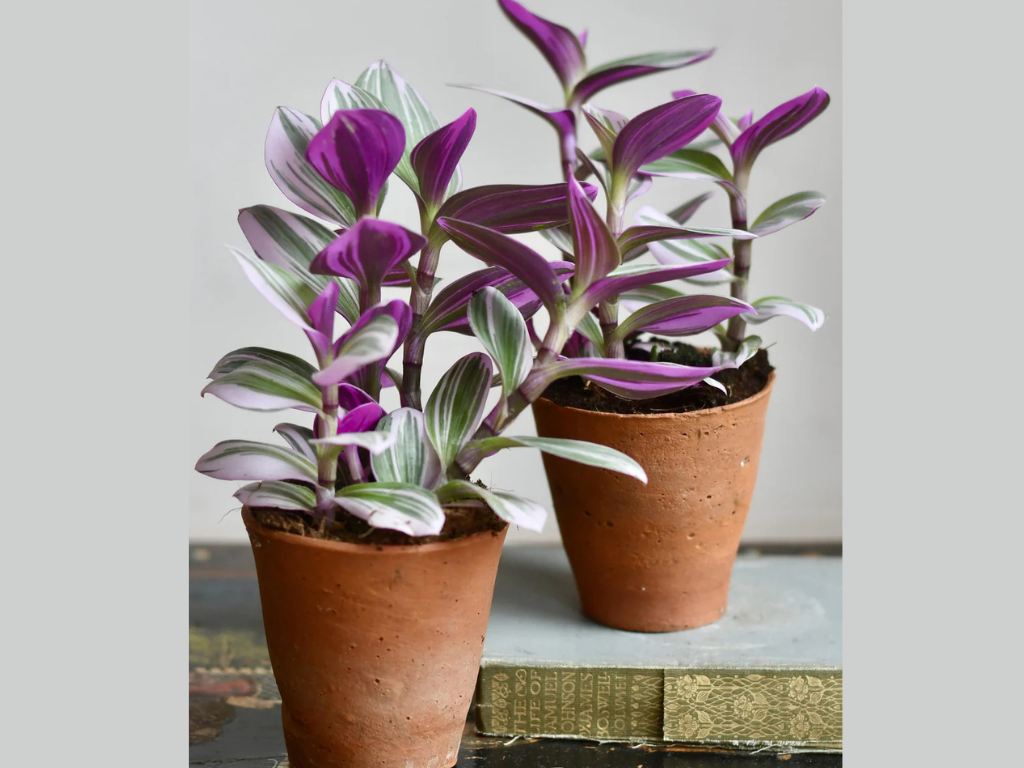 Creating a Fantasy Venice Plant Garden: Capturing Enchantment in Your Outdoor Space