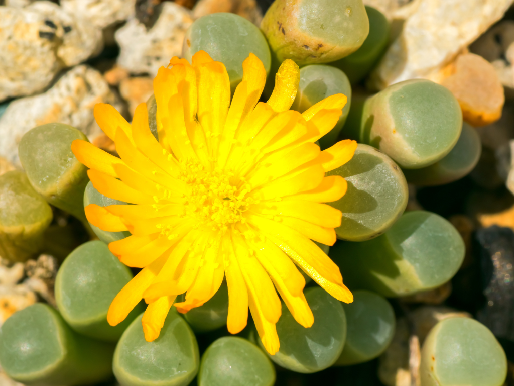 Fenestraria: Growing and Caring for Baby Toes Succulent