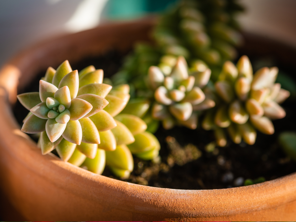 Golden Sedum Adolphii in Rock Gardens: Design and Care Inspiration