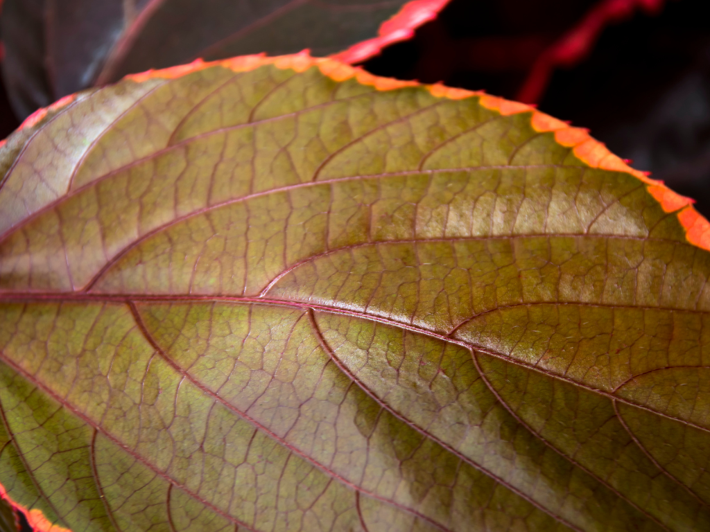 Grow Acalypha Wilkesiana: A Complete Copperleaf Care Guide