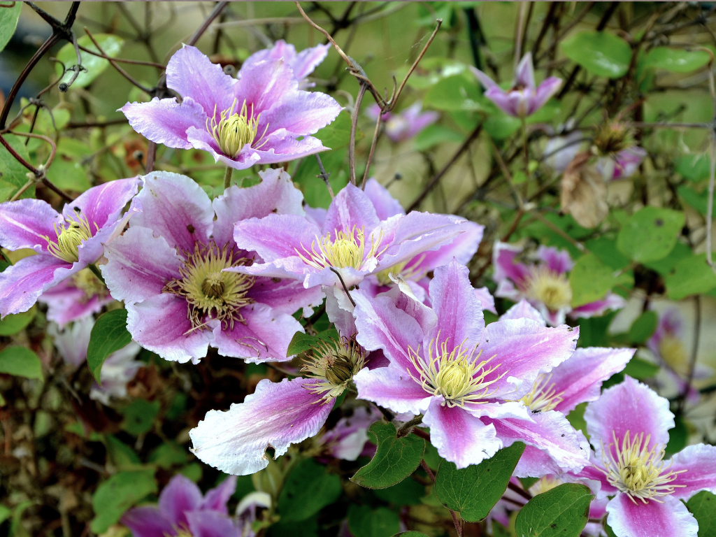 Growing and Caring for Clematis Vitalba: A Complete Guide