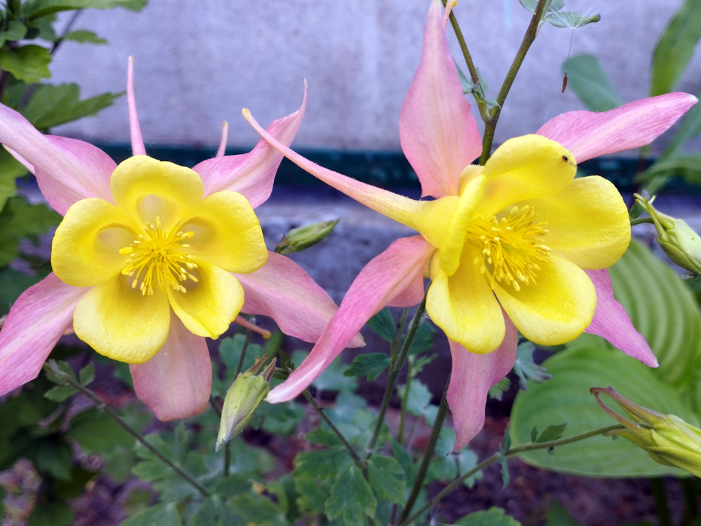 How to Care for and Plant Aquilegia Vulgaris: A Comprehensive Guide