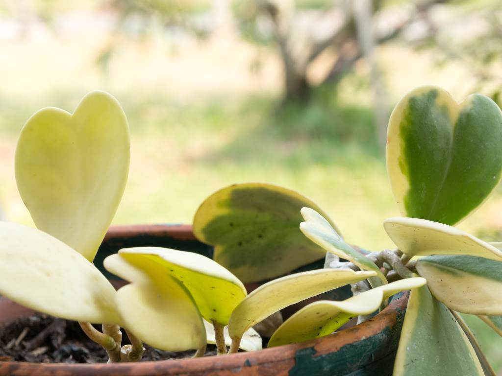 Hoya Kerrii: The Complete Guide to Growing Heart-Shaped Succulents