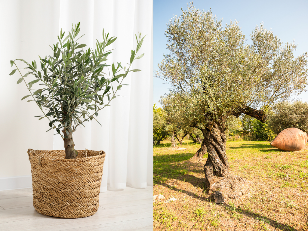 Mini Olive Tree vs Large Olive Tree: Which One is Right for Your Space?