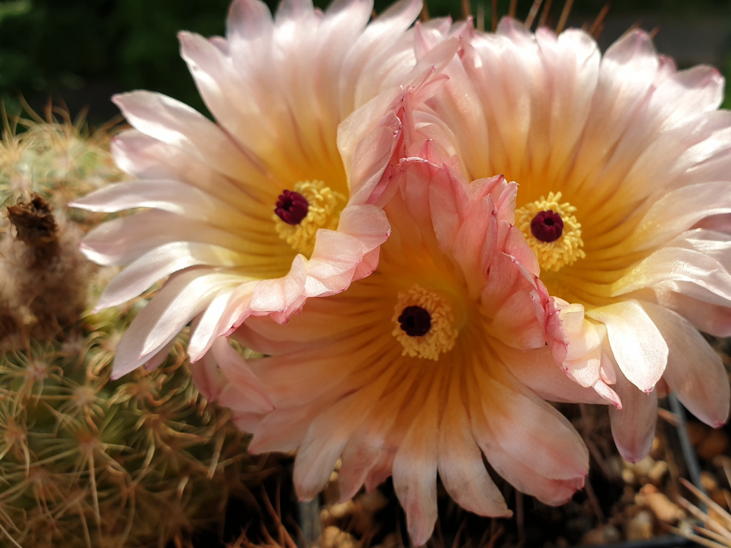 Notocactus Scopa Care Guide: How to Keep Your Silver Ball Cactus Thriving