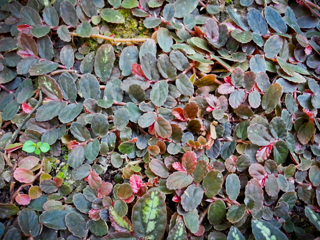 Pellionia Pulchra Plant Care: Essential Tips for Light, Water, and Growth