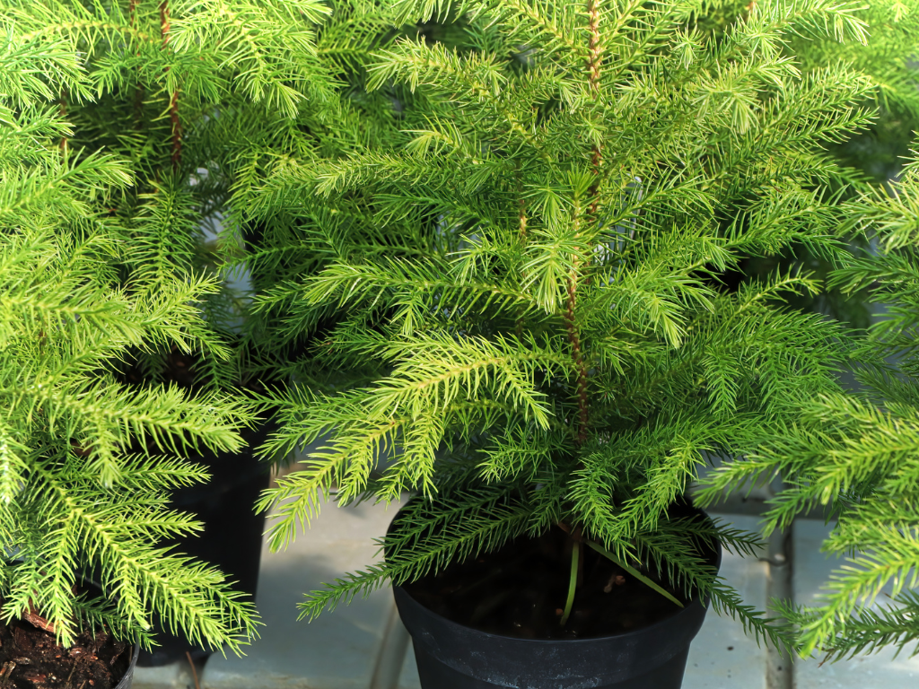 Potted Norfolk Pine: Tips for Growing This Miniature Indoor Gem
