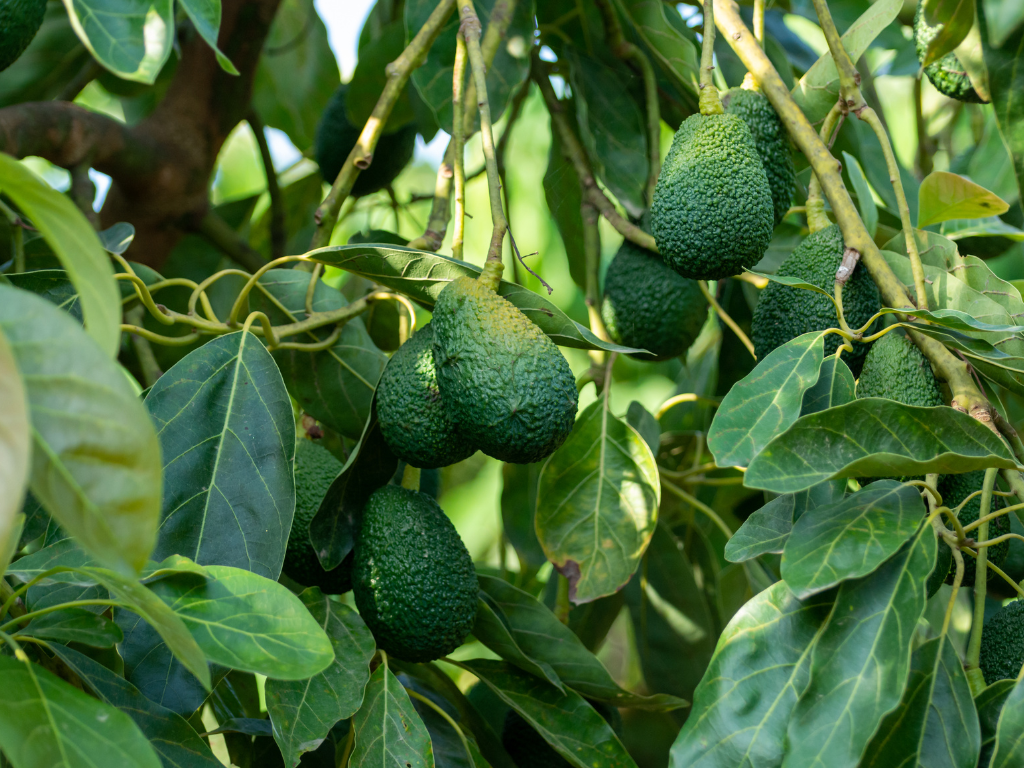 Reed Avocado Tree Care Guide: Planting and Watering
