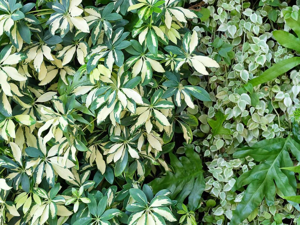 Schefflera Actinophylla Care Guide: How to Grow a Thriving Umbrella Tree