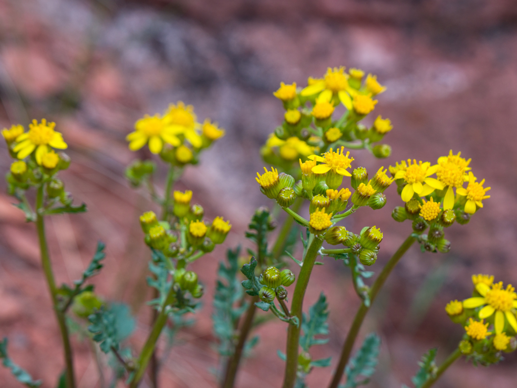Senecio Herreianus: The String of Watermelons Succulent Growing Guide