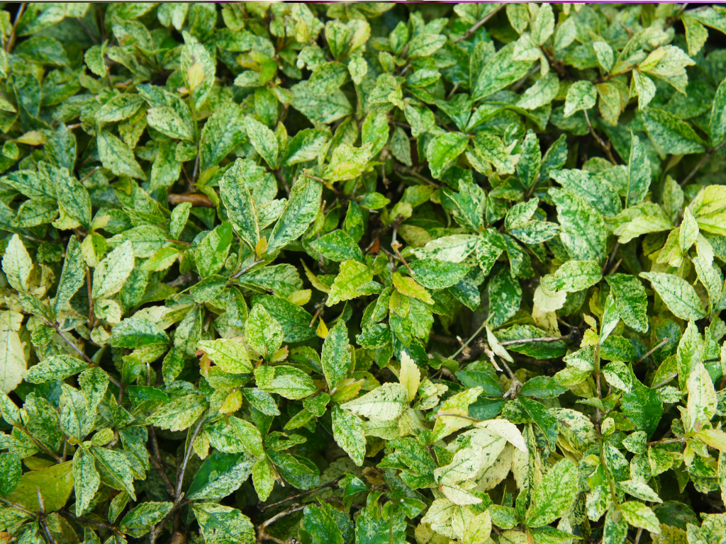 Spotted Laurel Growing Tips: Ideal Conditions for Lush, Healthy Foliage