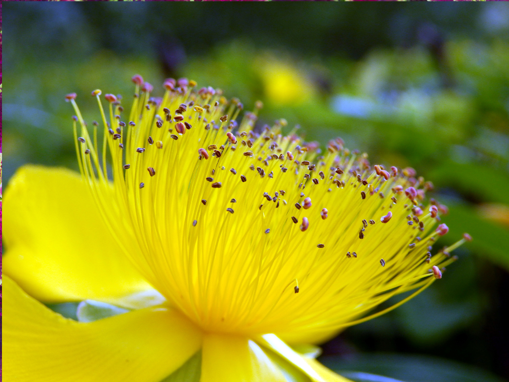 Talinum Calycinum Care Tips: A Drought-Tolerant Beauty for Your Garden
