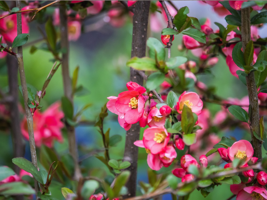 The Enduring Charm of Chaenomeles japonica: A Gardener’s Guide to Japanese Quince