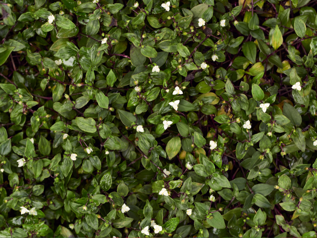 Tradescantia Fluminensis Care: The Ultimate Beginner’s Guide